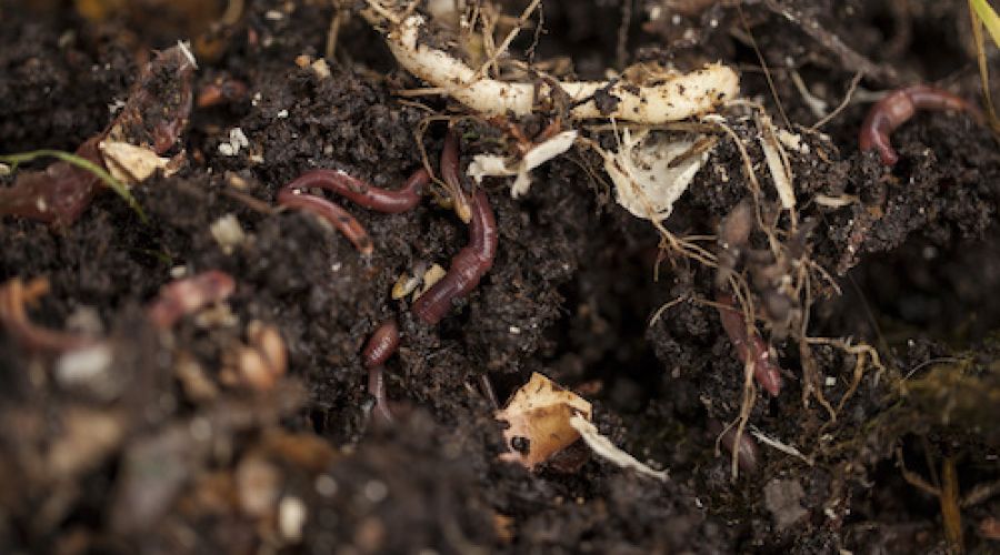 Soil in ELM Workshop